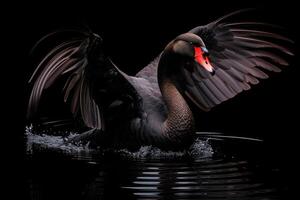 ai gerado Preto cisne em Preto fundo. lindo oeste australiano Preto cisne. foto