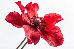 ai gerado uma vermelho flor, isolado em branco fundo foto