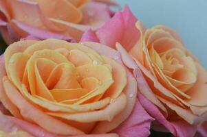 coral ampla lindo rosas, romântico delicado ramalhete contra branco fundo. floral, natural, delicado fundo. a conceito do uma feriado, casamento. foto