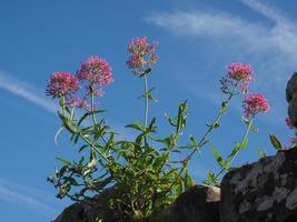 flor de valeriana rosa sobre céu azul foto