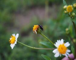 fechar-se insetos empoleirado em amarelo flores dentro a jardim foto