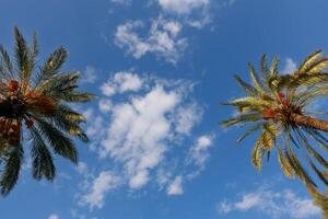 Palma árvores contra a azul verão céu. Alto qualidade foto