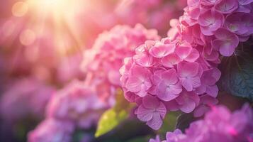 ai gerado lindo brilhante fundo do uma verão jardim com uma floração Rosa hortênsia arbusto foto