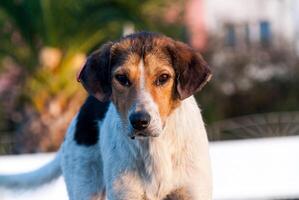 solitário cachorro em a ruas do Batumi. geórgia foto