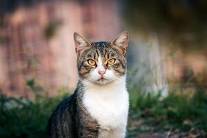 bonito rua gato retrato sentado ao ar livre foto