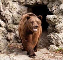 uma Castanho Urso foto