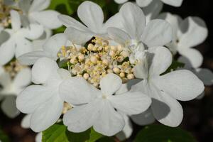 bola de neve japonesa, viburnum plicatum foto