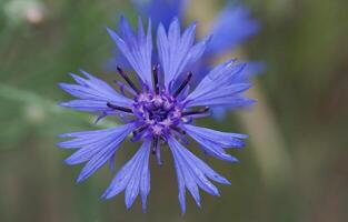 centáurea, centaurea ciano foto