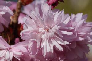 kiku-shidare-zakura, prunus serrulata foto