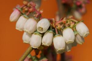 Flor do mirtilo, vaccinium mirtilo foto