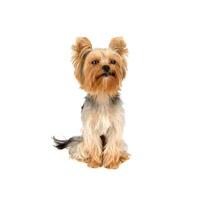 yorkshire terrier em branco foto