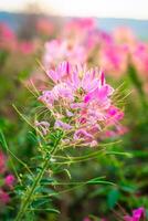 aranha flor ou cleome com Rosa cor pétala florescendo dentro a jardim foto