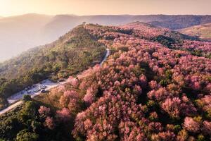 lindo aéreo Visão do selvagem himalaia cereja floresta florescendo em montanha Colina e rural estrada dentro a manhã às phu lom eis, phu hin rong kla nacional parque, Tailândia foto