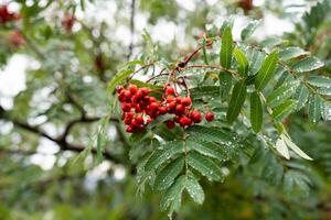 vermelho Rowan bagas fruta ou montanha cinzas, sorbus aucuparia cresce acima dentro a montanha floresta foto