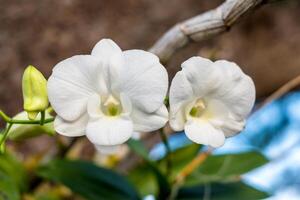 dois branco cabeça orquídea em verde ramo foto