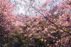 Rosa selvagem himalaia cereja árvore florescendo dentro a jardim em primavera às phu lom lo foto