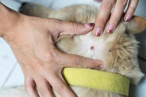 mulher mão colheita uma Carraça sucção sangue em cachorro pele foto