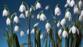 ai gerado lindo snowdrops em uma azul fundo foto