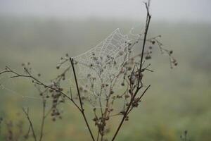 em uma inverno manhã, a aranha rede é pontilhado com orvalho foto