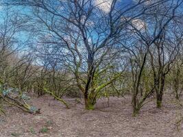 cenário do uma árvore cheio com verde musgo sem folhas foto