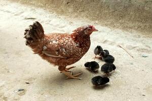 mãe galinha alimentando fofa filhotes foto