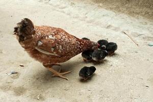 mãe galinha alimentando fofa filhotes foto