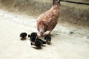 mãe galinha alimentando fofa filhotes foto