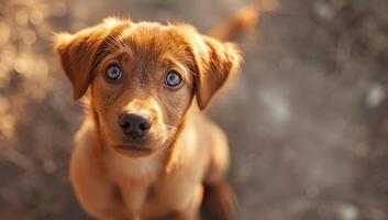 ai gerado adorável cachorro com azul olhos olhando às Câmera. foto