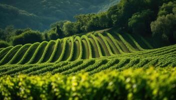 ai gerado vinhas dentro a chianti região, toscana, Itália foto