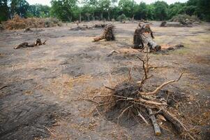 desmatamento, destruição do decíduo florestas. danificar para natureza. Europa foto