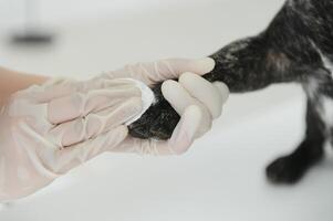 veterinário mulher examina a cachorro e animal dela. animal cuidados de saúde hospital com profissional animal Socorro foto