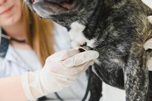 veterinário mulher examina a cachorro e animal dela. animal cuidados de saúde hospital com profissional animal Socorro foto