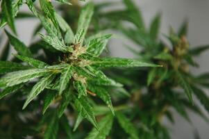 flor broto do cannabis sativa dentro a estufa, maconha flor broto fundo, ervas remédio foto