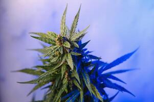 flor broto do cannabis sativa dentro a estufa, maconha flor broto fundo, ervas remédio foto