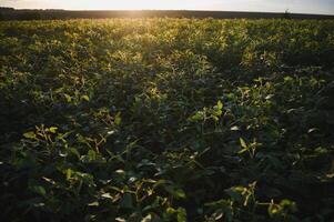 fechar-se do verde plantas do soja em campo foto