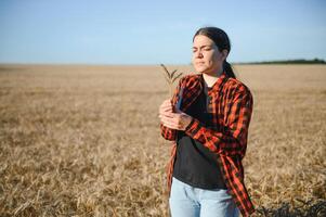 mulher agricultor agrônomo trabalhando dentro grão campo e planejamento renda do colheita. fêmea examinando e verificação qualidade ao controle do produzir trigo cortar. agricultura gestão e agronegócio foto