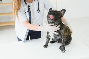 retrato do uma francês buldogue. veterinário remédio conceito. pedigree cães. engraçado animais. foto
