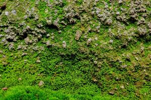 fechar acima do musgo textura dentro floresta tropical foto