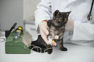 gato em exame mesa do veterinário clínica. veterinário Cuidado. veterinario médico e gato. foto