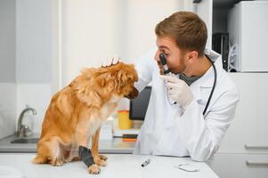 cachorro com Veterinários dentro clínica. foto
