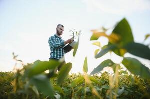 Fazenda trabalhador controles desenvolvimento do soja plantas. agrônomo verificação soja feijão cultivo crescendo dentro a campo foto