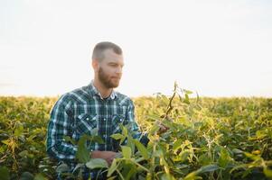 agrônomo inspecionando soja feijão cultivo crescendo dentro a campo foto