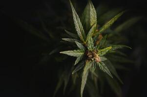 cannabis plantar panorama. maconha flores e folhas. foto