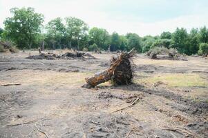 desmatamento, destruição do decíduo florestas. danificar para natureza. Europa foto