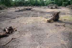 desmatamento, destruição do decíduo florestas. danificar para natureza. Europa foto