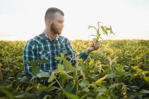 uma agricultor agrônomo inspeciona verde soja crescendo dentro uma campo. agricultura foto