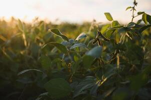 fechar acima do soja plantar dentro cultivado agrícola campo, agricultura e colheita proteção foto