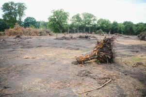 desmatamento, destruição do decíduo florestas. danificar para natureza. Europa foto