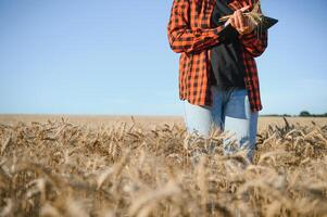 uma mulher agricultor examina a campo do cereais e envia dados para a nuvem a partir de a tábua. inteligente agricultura e digital agricultura foto