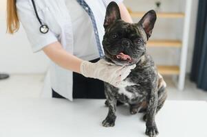 veterinário mulher examina a cachorro e animal dela. animal cuidados de saúde hospital com profissional animal Socorro foto